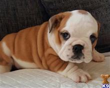 french bulldog puppy posted by Jessica reynolds